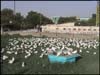 Doves in Mazar-i-Sharif