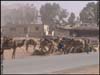 Camels in Wadi Rum