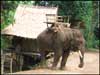 Chained elephant