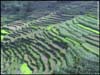 Rice fields