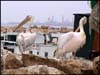Birds in Tartus