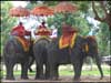 Elephants for tourists