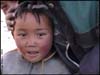 Тибетский шибздик