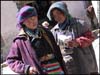 Tibetan chicks